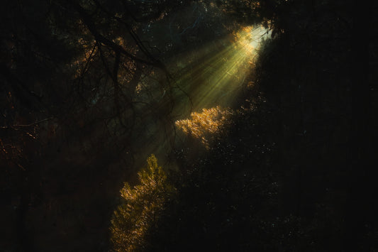 Exploring the Play of Light and Shadows: A Guide to Low-Light Photography Techniques