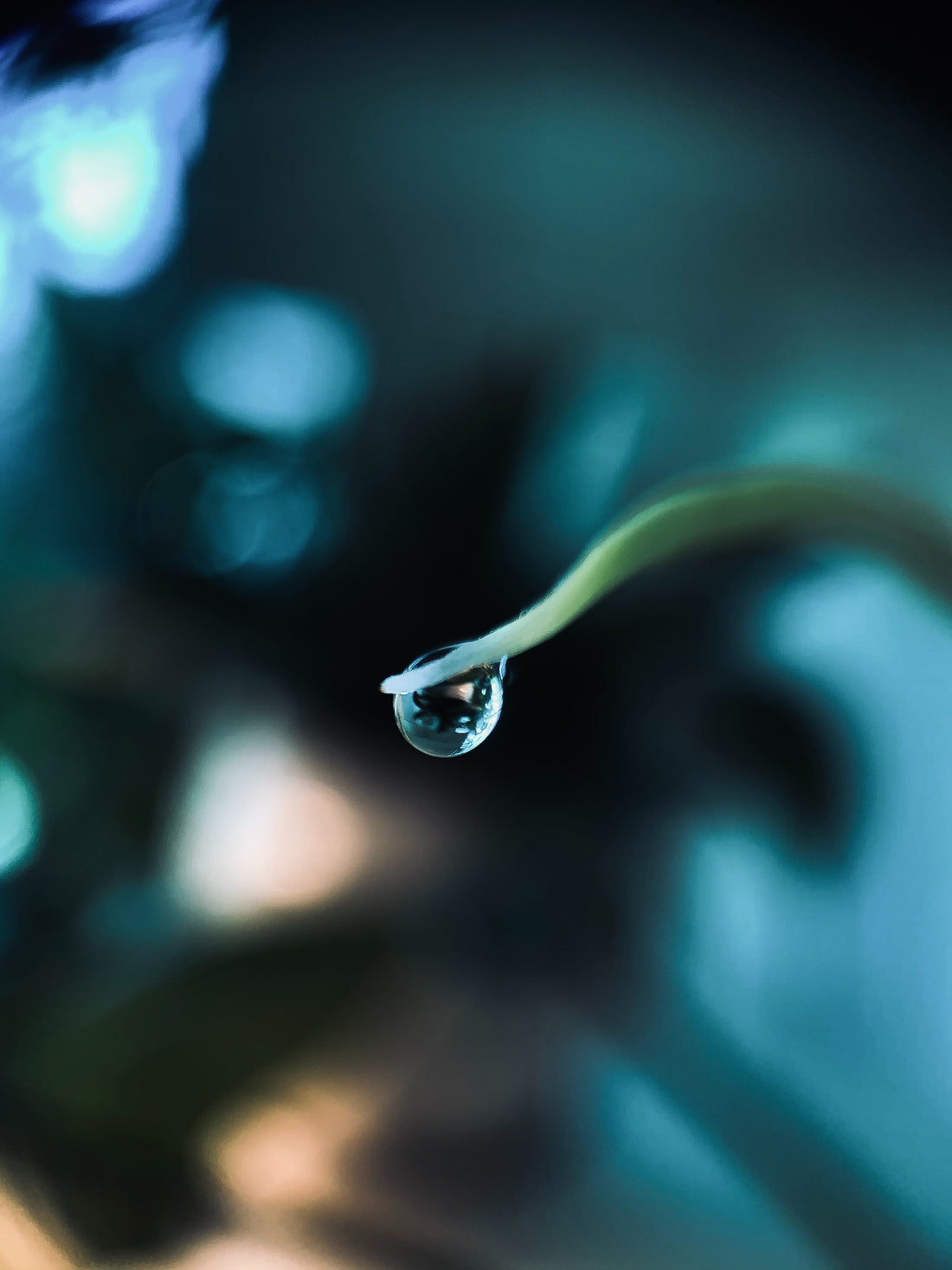 Unveiling the Unseen: Exploring Macro Photography