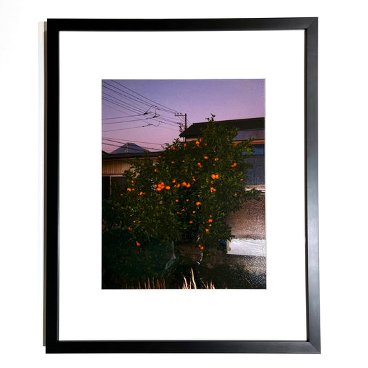 16x20 black frame with white matting featuring a luster photo print. The photo is a flash photograph of a sunset in Japan with the main focus on an orange tree 